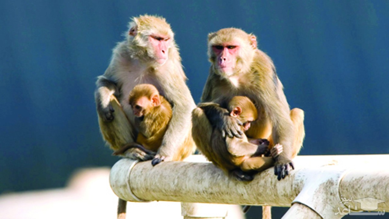 (فیلم) تلاش یک میمون برای نجات فرزندش از داخل چاه