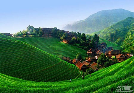 معرفی  عجیب ترین و زیباترین مزارع برنج دنیا