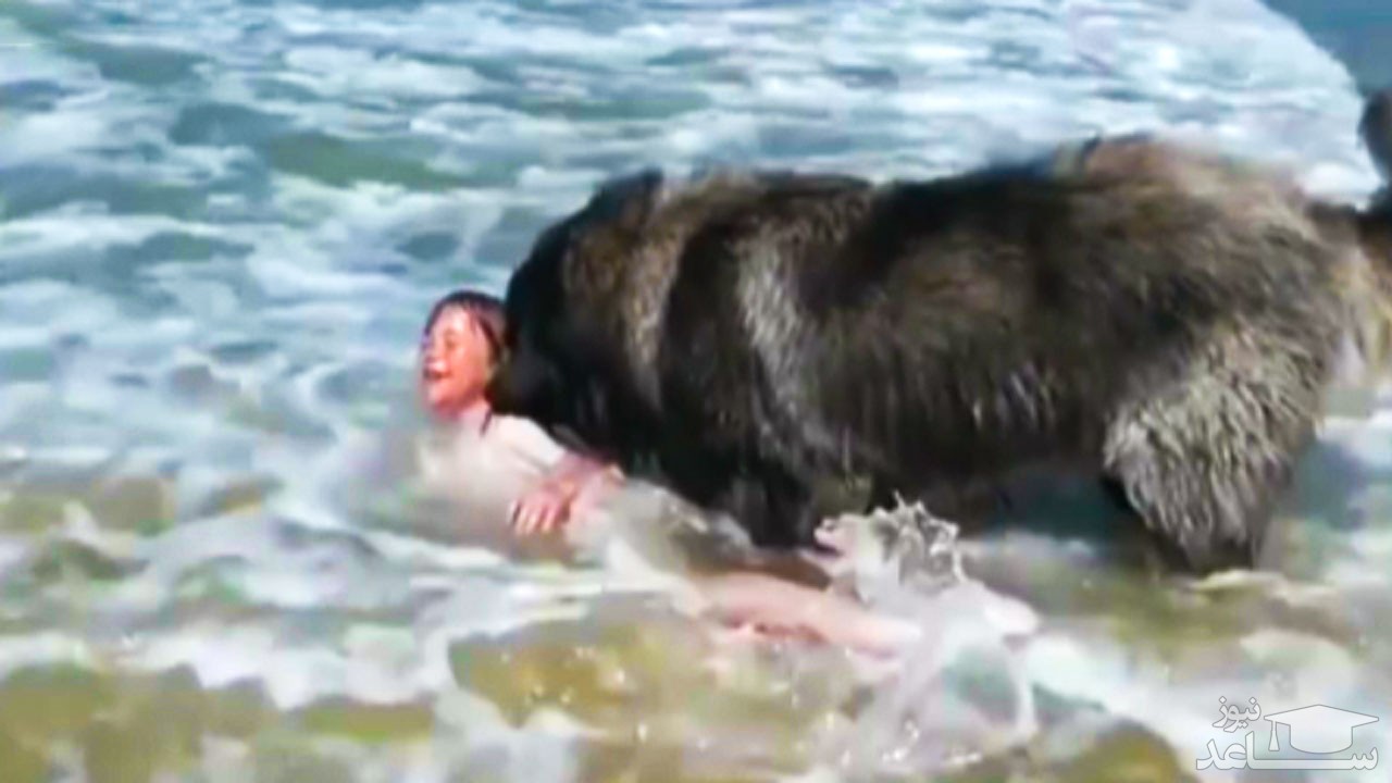 (فیلم) نجات کودک از غرق شدن توسط یک سگ با وفا 
