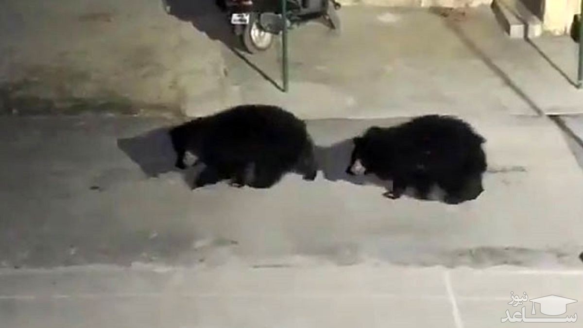 (فیلم) وحشت مردم از ورود خرس ها به ایستگاه پلیس