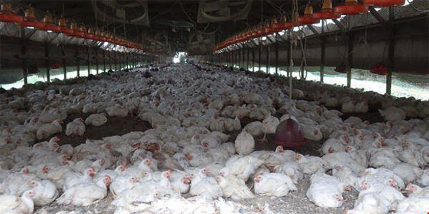 خبر بد جدید از چین؛ مشاهده دو نوع جدید آنفلوانزا