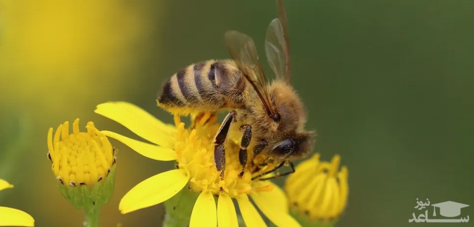 تاثیر گرده گل یا گرده زنبور عسل بر باروری زنان و مردان