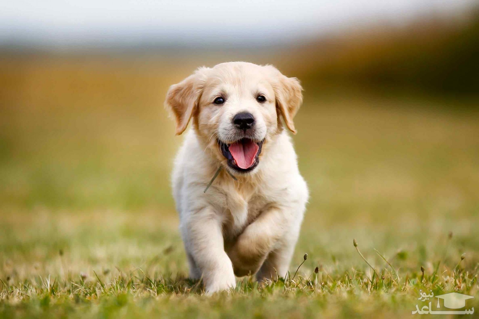 (فیلم) وقتی باتری سگ یهویی تموم میشه!