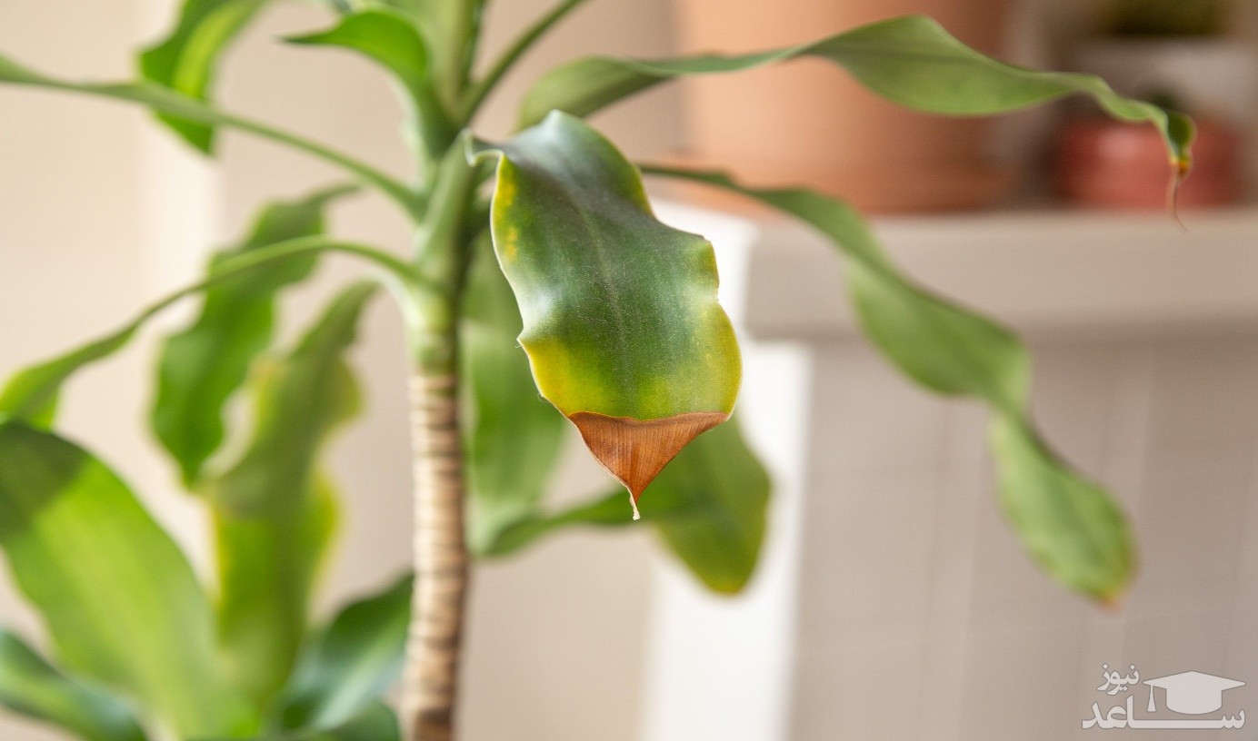 قهوه ای شدن برگ گیاه