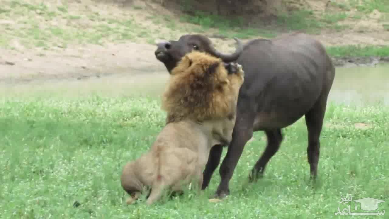 (فیلم) حمله بی‌رحمانه سه شیر نر به یک بوفالو پس از زایمان
