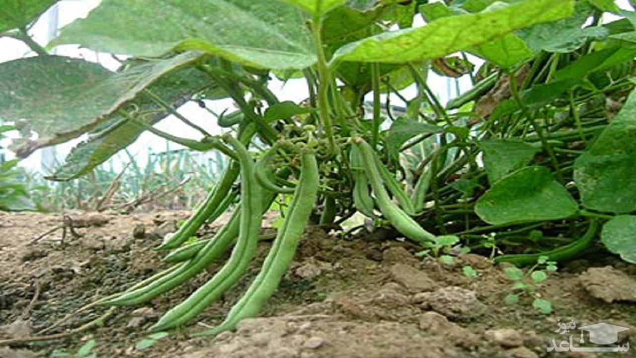 موثرترین روش پرورش و نگهداری از لوبیا سبز