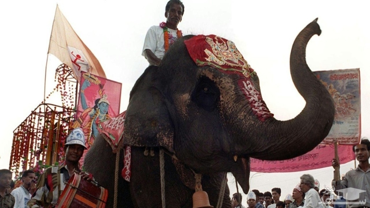 (فیلم) حادثه هولناک هنگام فیل سواری در هند