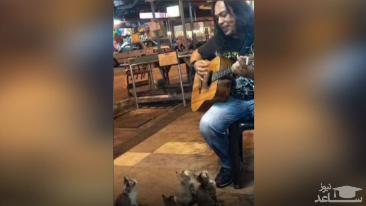 (فیلم) علاقه عجیب چند گربه به موسیقی