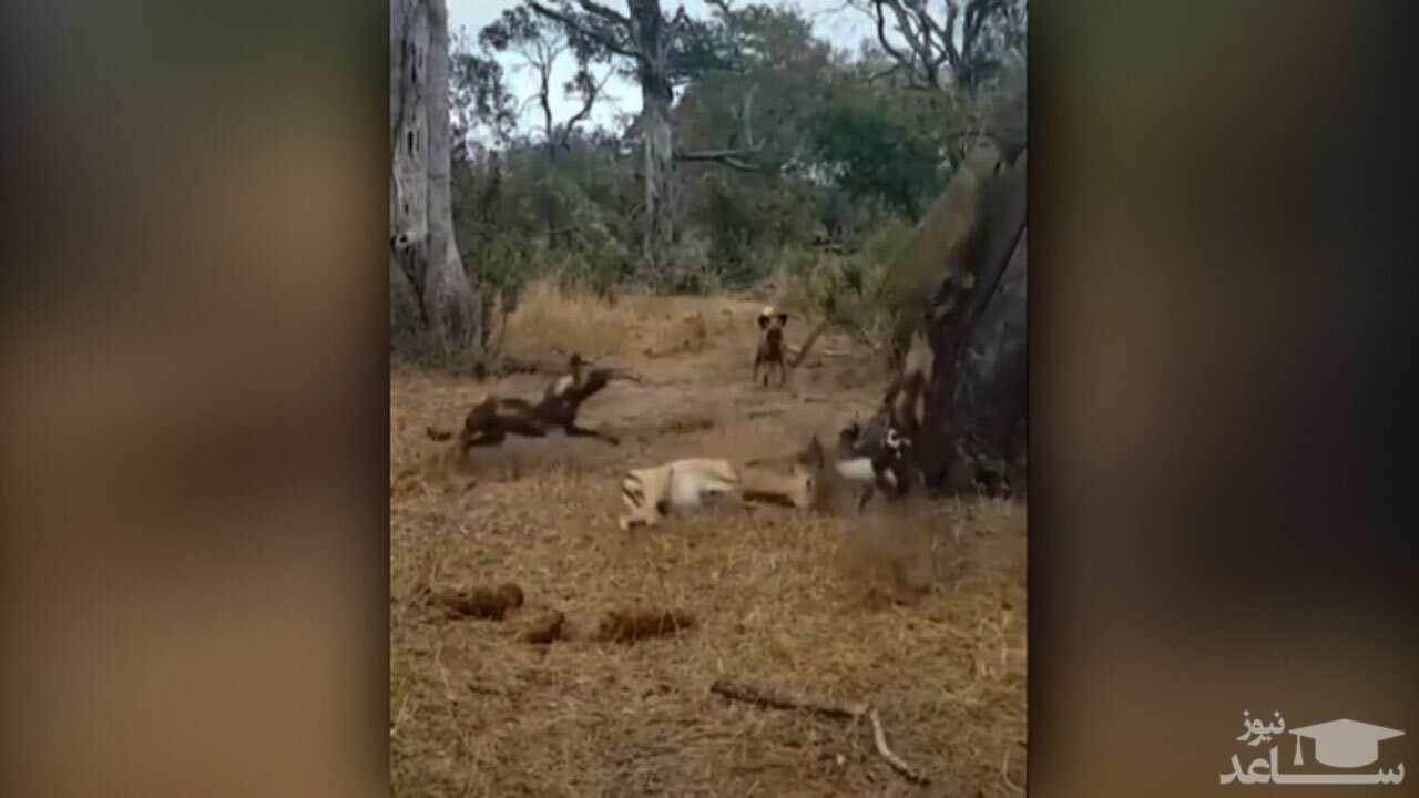 (فیلم) فرار پلنگ و رها کردن شکارش پس از حمله قلدرانه سگ‌های وحشی