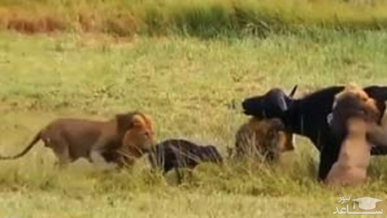 (فیلم)حمله بی‌رحمانه سه شیر نر به یک بوفالو پس از زایمان