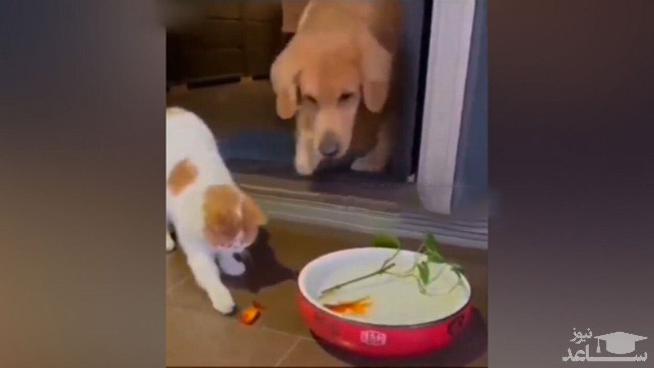 (فیلم) نجات ماهی توسط یک سگ مهربان
