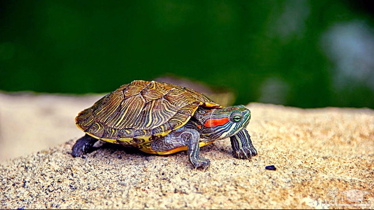 انتخاب لاک پشت غول پیکر به عنوان حیوان خانگی و قدم زدن با آن