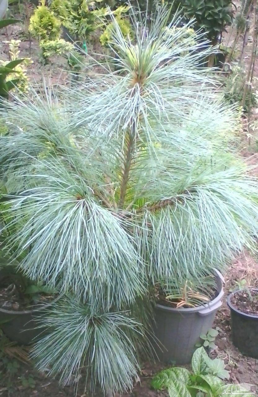 گیاه فستوکا آبی