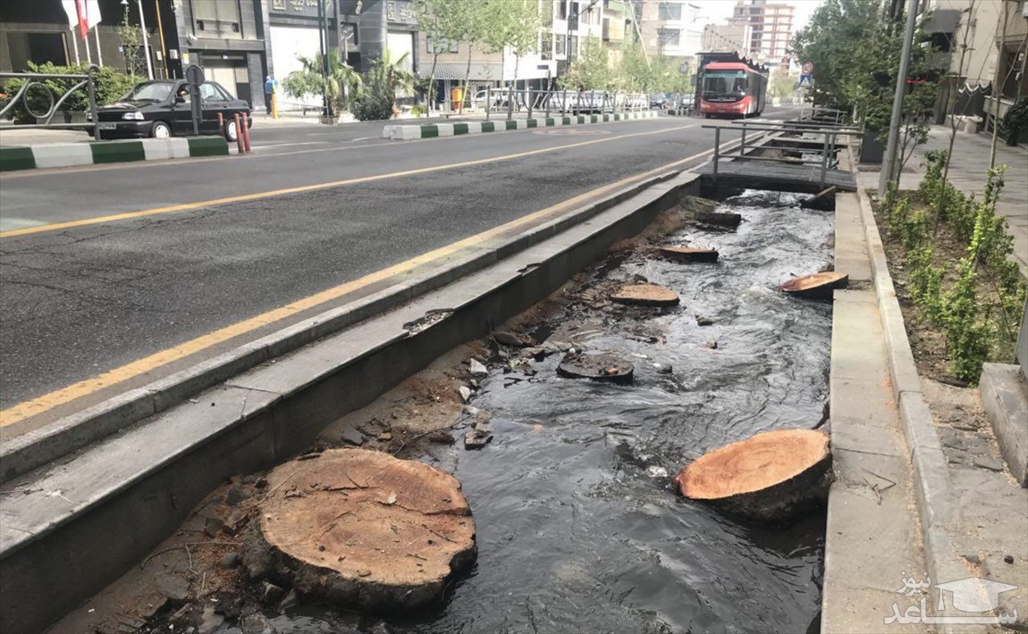 جریمه ۱۰ میلیارد تومانی برای قطع درختان خیابان ولیعصر