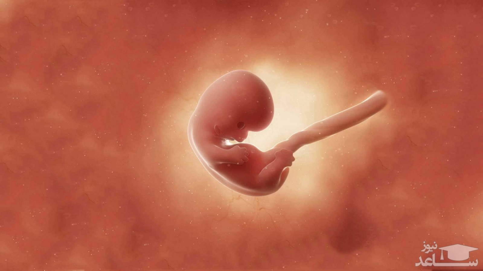 آشنایی با مراحل شکل گیری و تکامل جنین