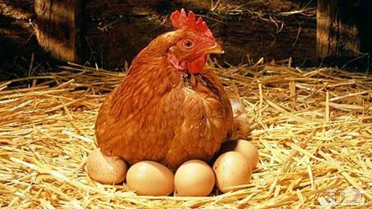 (عکس) مرغ و تخم مرغ اینترنتی هم رسید