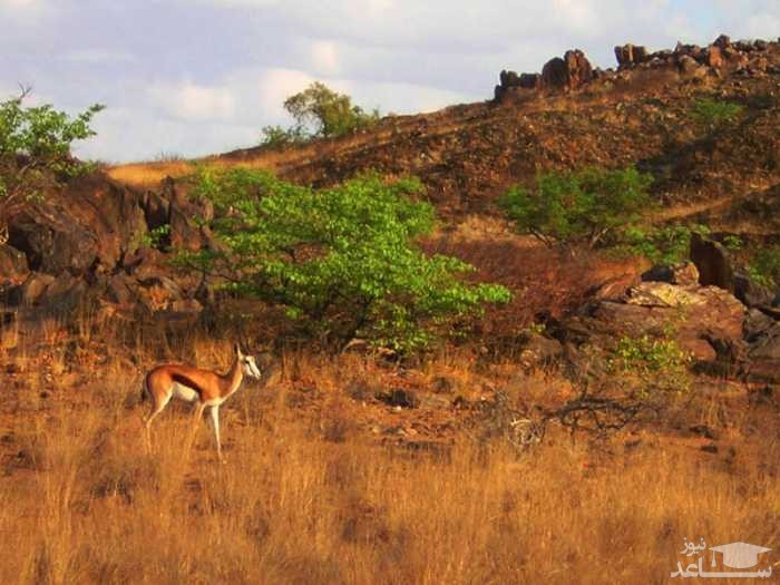 پارک ملی موپا