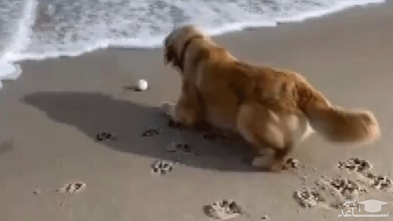 (فیلم) تلاش دیدنی سگ برای پس گرفتن توپش از دریا
