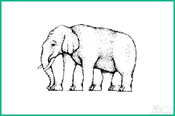خطای دید تعداد پاهای فیل 