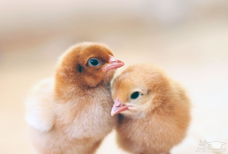 مرغ یک روزه بخریم یا تخم نطفه دار ؟