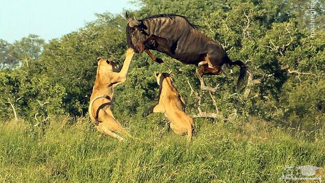 (فیلم) فرار دیدنی کل یالدار از چنگال چند شیر ماده
