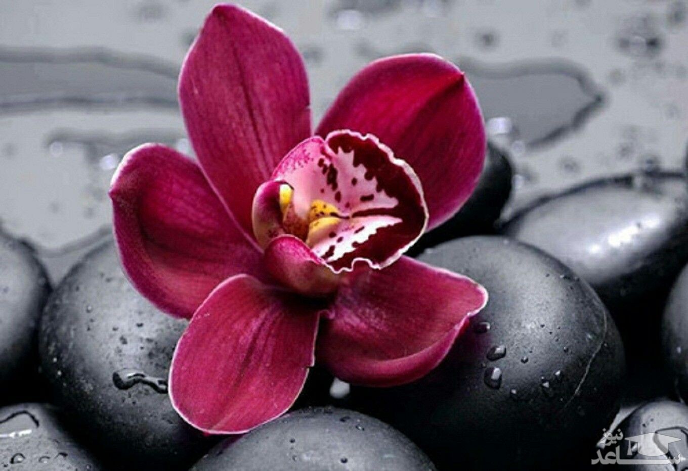 نحوه پرورش و نگهداری گل ارکیده وحشی یا گودایرا