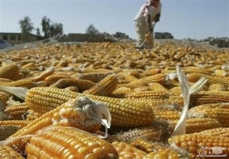 ذرت‌های آلوده تعیین تکلیف شد