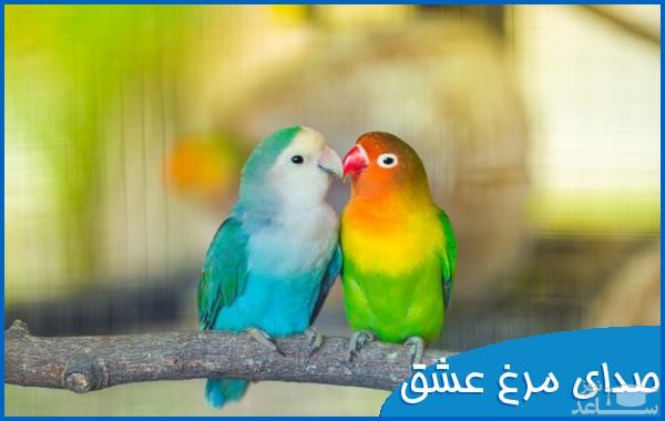 دانلود آهنگ مرغ عشق از افکت صوتی انسان و موجودات زنده