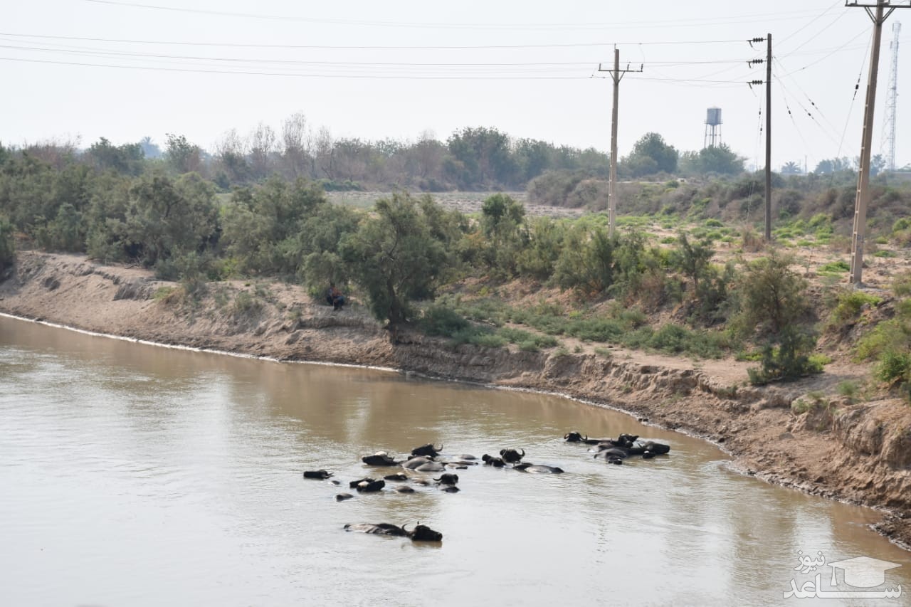 آب را به هورالعظیم بازگرداندند