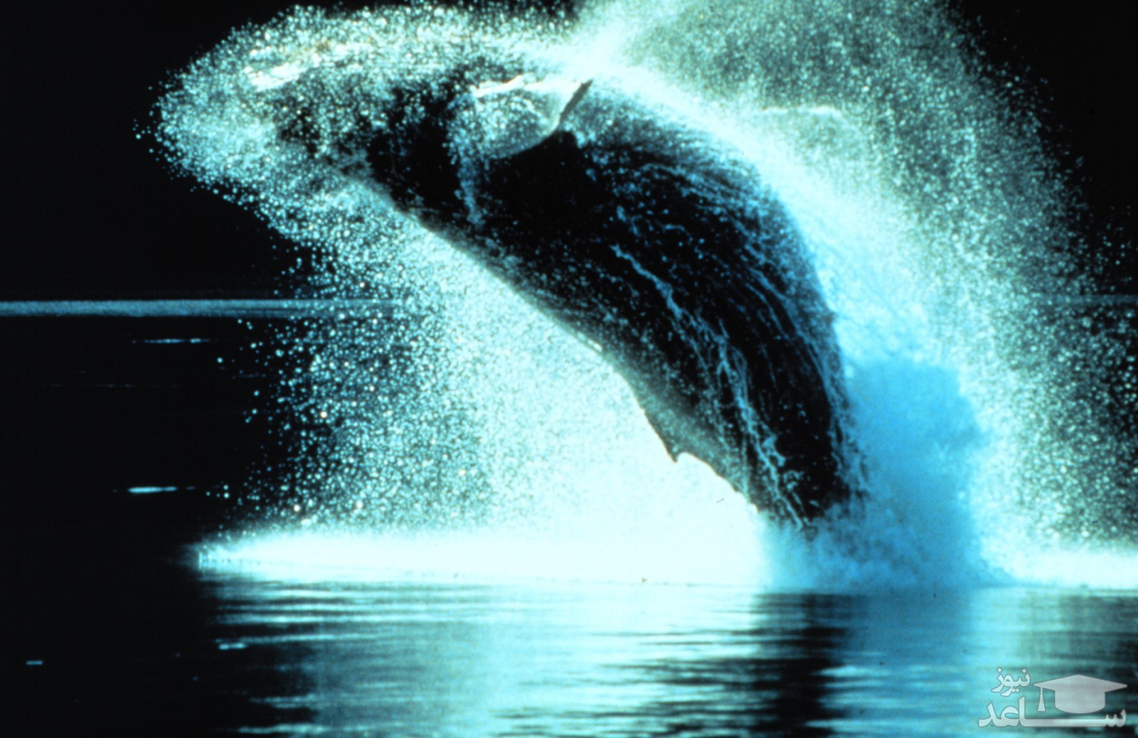 (فیلم) روش جالب شکار کردن نهنگ «ادن» در خلیج تایلند