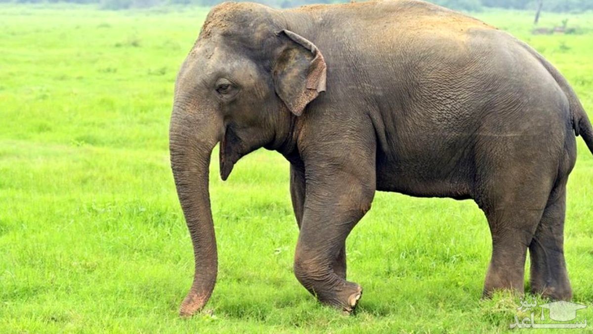 (فیلم) اتفاقی عجیب هنگام ژست عکس عروسی؛ ضربه‌ای که داماد از فیل خورد!