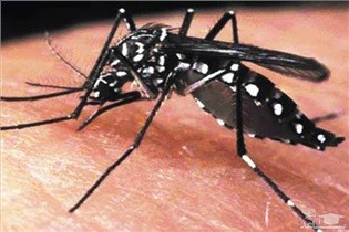 عوارض آلوده شدن مادران باردار به ویروس زیکا