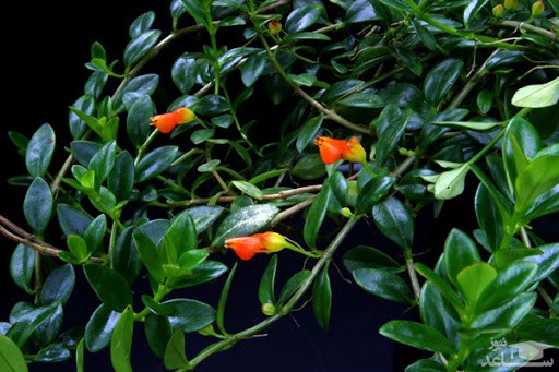 نحوه پرورش و نگهداری نماتانتوس