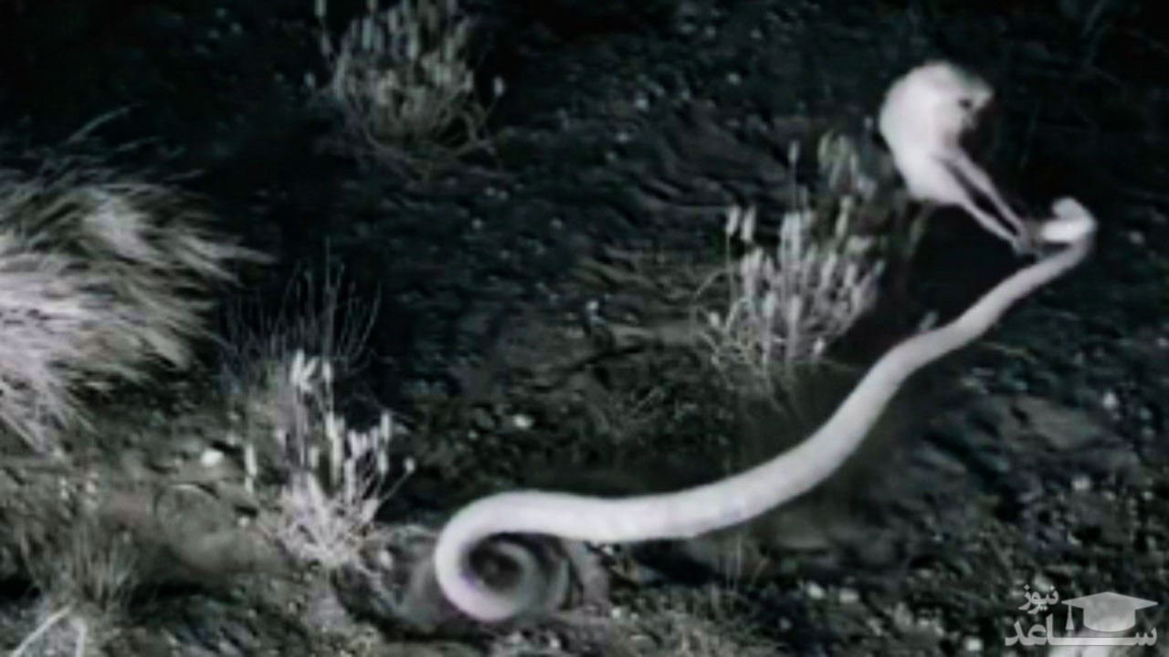 (فیلم) رویارویی دیدنی مار با موش رزمی کار!