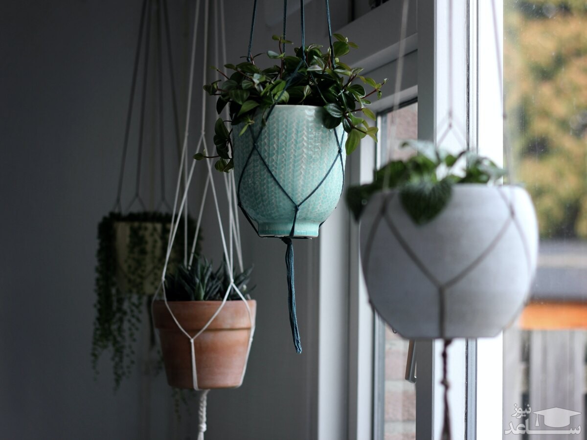 نحوه مراقبت از گل ها و گیاهان آویزی