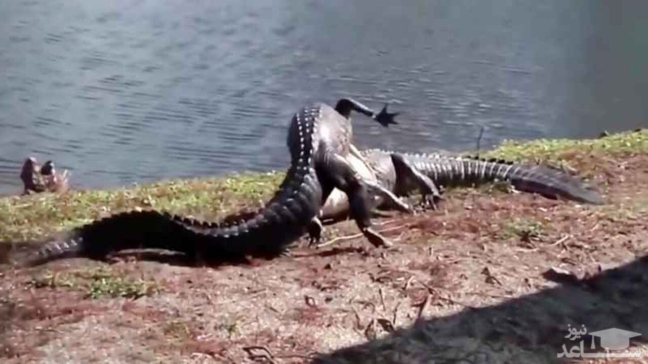 (فیلم) حمله قدرتمندانه کروکودیل به همنوعش