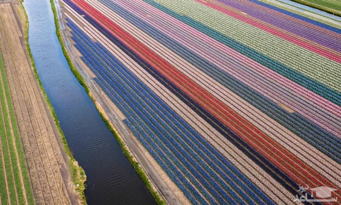 مزارع پرورش گل لاله در هلند/ خبرگزاری فرانسه