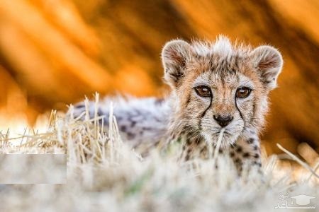 توله یوز ایرانی
