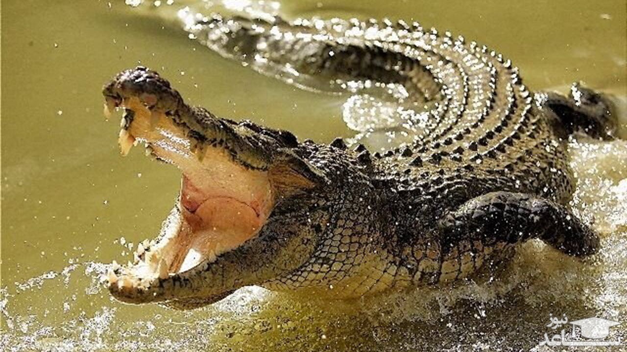 خورده شدن یک تمساح توسط تمساح بی رحم!+ عکس نفرت‌انگیزترین تمساح جهان