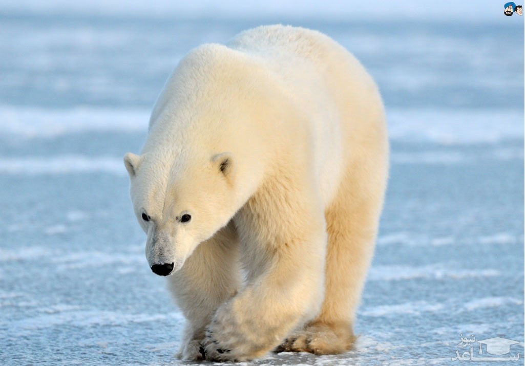 (فیلم) خوشحالی خرس های قطبی باغ وحش از دیدن وان یخ