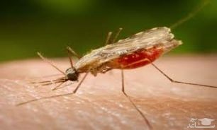 کودکان مبتلا به آسم در معرض گزیدگی حشرات