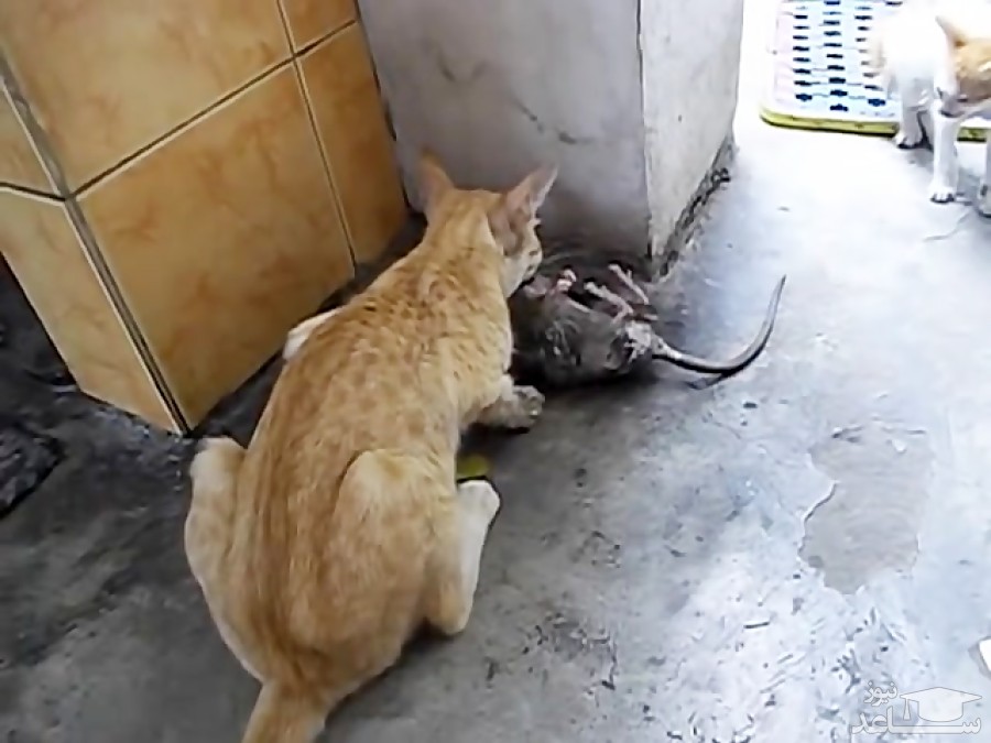 (فیلم) استتار جالب موش برای گریز از شکار شدن