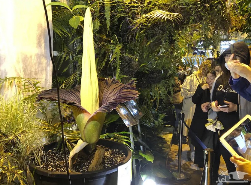 تماشای شکوفه دادن گل بدبو "تیتان آروم" در باغ گیاه شناسی ورشو لهستان. این گل نادر بویی شبیه به گوشت فاسد دارد./ آسوشیتدپرس