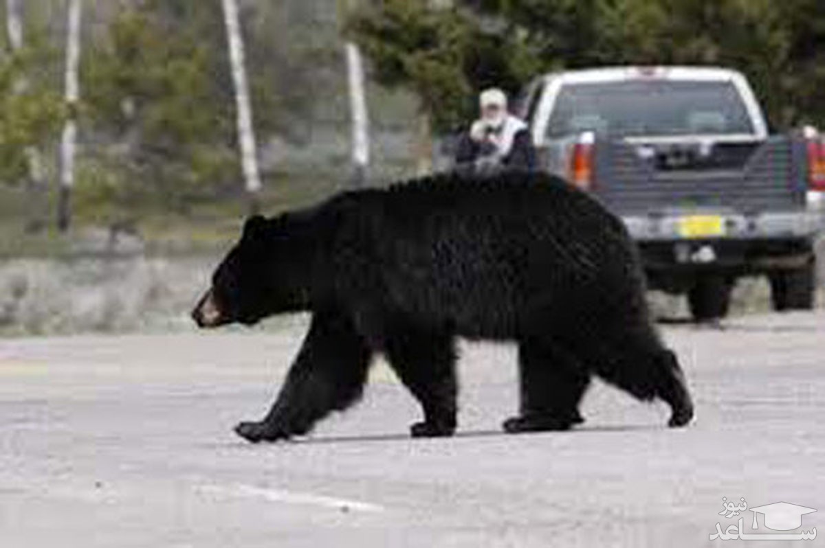 (فیلم) تلاش خرس سیاه مادر برای عبور بچه های بازیگوشش از خیابان