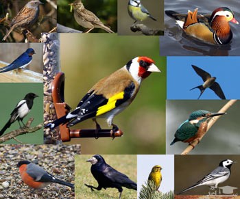 دانلود آهنگ پرنده 53 از افکت صوتی انسان و موجودات زنده