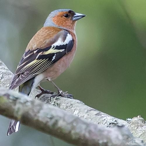 دانلود آهنگ آواز سهره از افکت صوتی انسان و موجودات زنده