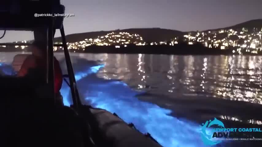 شنای نورانی دلفین‌ها