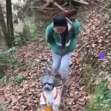 ویدئوی  خیلی بامزه سگی که عصای دست صاحبش شده!