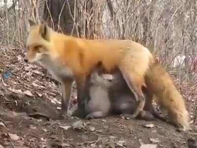 روباهی که به بچه‌ خرس‌های یتیم شیر می‌دهد!