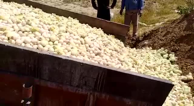 فیلمی ناراحت کننده از زنده به گور کردن جوجه‌ها